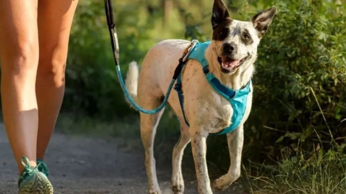 Edomex anuncia caminata petfriendly con causa en Toluca