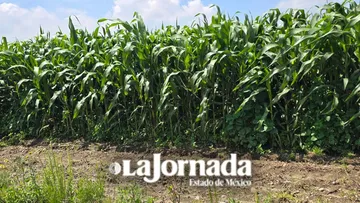 Autoridades buscan abrir mercados al maíz nativo