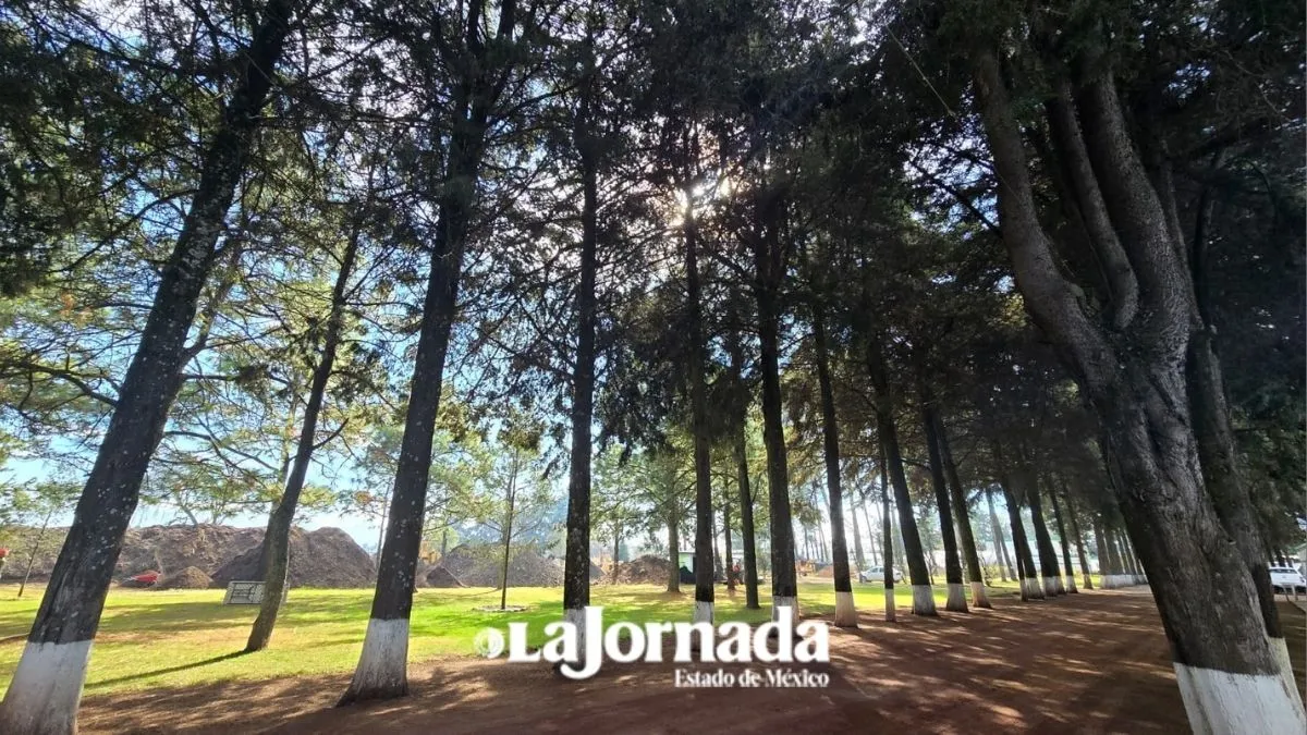 Probosque prevé 100 mil hectáreas protegidas en Edomex para fin de año