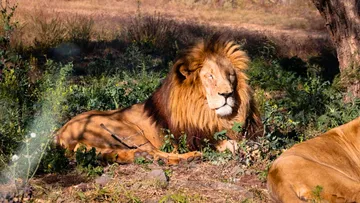 Tráfico ilegal amenaza a grandes felinos