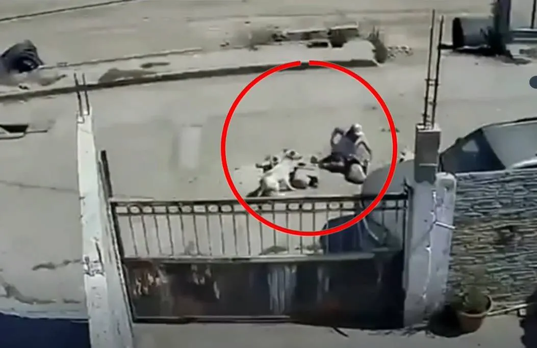 Hombre pasea a su perro y cae en socavón