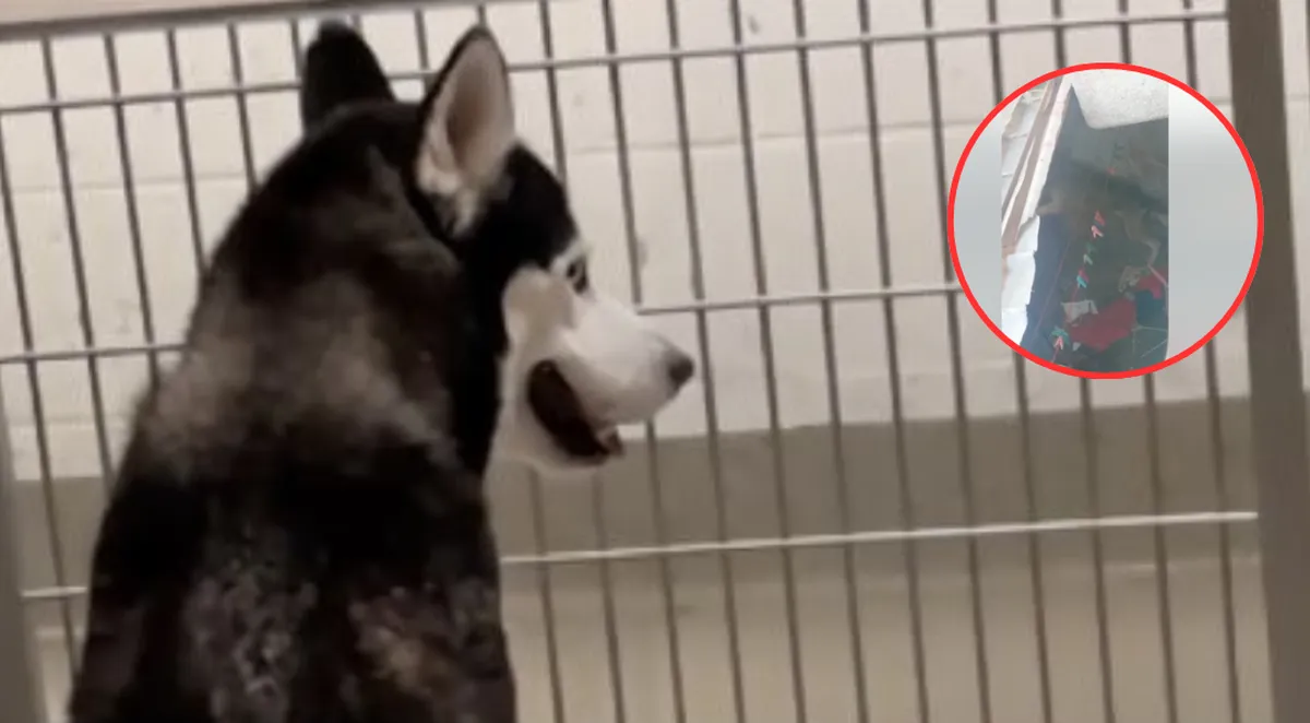 Denuncian crueldad animal en Ixtapaluca: Husky en riesgo de morir ahorcado en Los Héroes