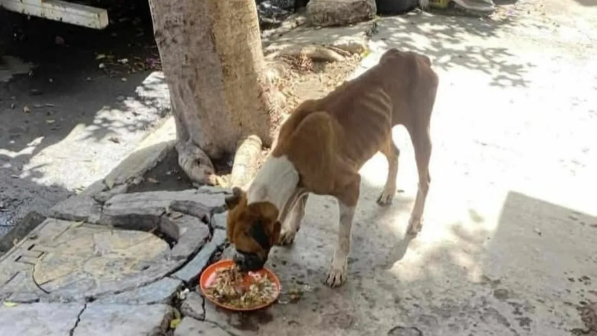Activistas y vecinos arman jornada de esterilización canina en Ixtapaluca