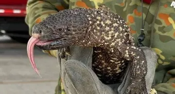 Rescatan Monstruo de Gila en las calles de Ixtapaluca