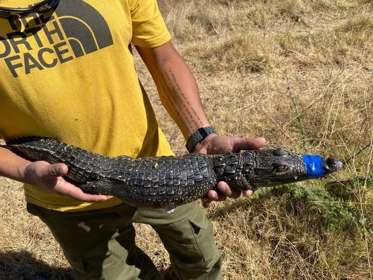Rescatan a pequeño cocodrilo de la presa Lago de Guadalupe en Edomex