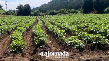 Fertilizantes químicos, reto para el campo mexiquense