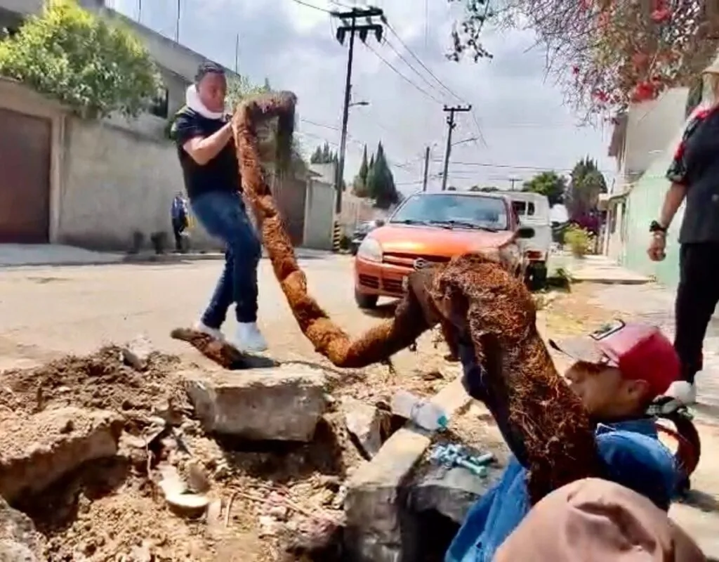 Enorme raíz bloqueaba red de agua potable en Ecatepec durante más de 10 años