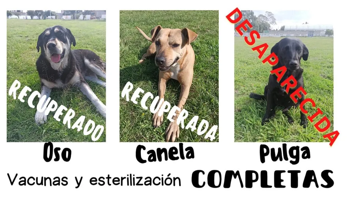 Perritos del Centro de Bienestar y Protección Animal de Texcoco desaparecen, hay culpables