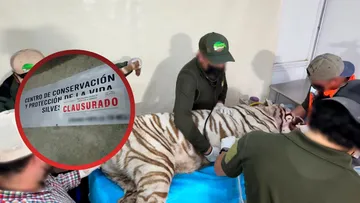 Profepa confirma que Kenzo fue abatido por arma de fuego