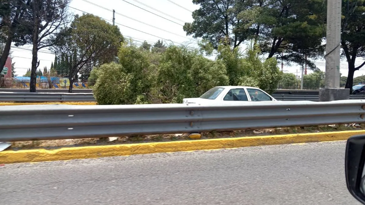 Cae árbol sobre carriles centrales en Boulevard Aeropuerto en Toluca