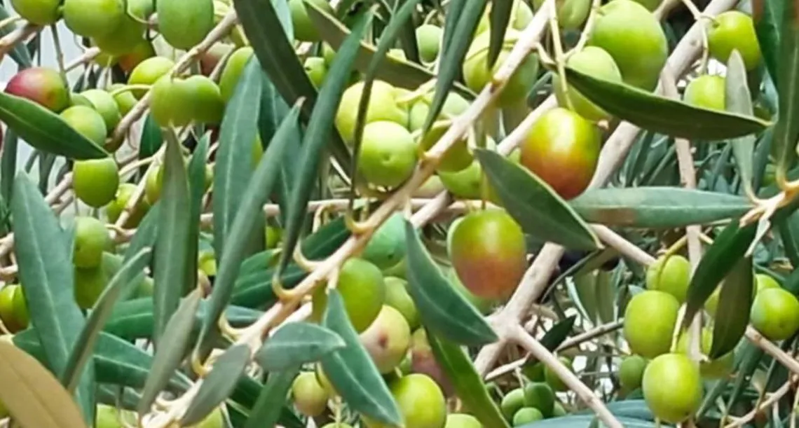 Cultivo de olivo en Chimalhuacán, tesoro en medio de la mancha urbana