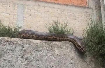 Enorme reptil prende alarmas en Lomas Lindas, Atizapán