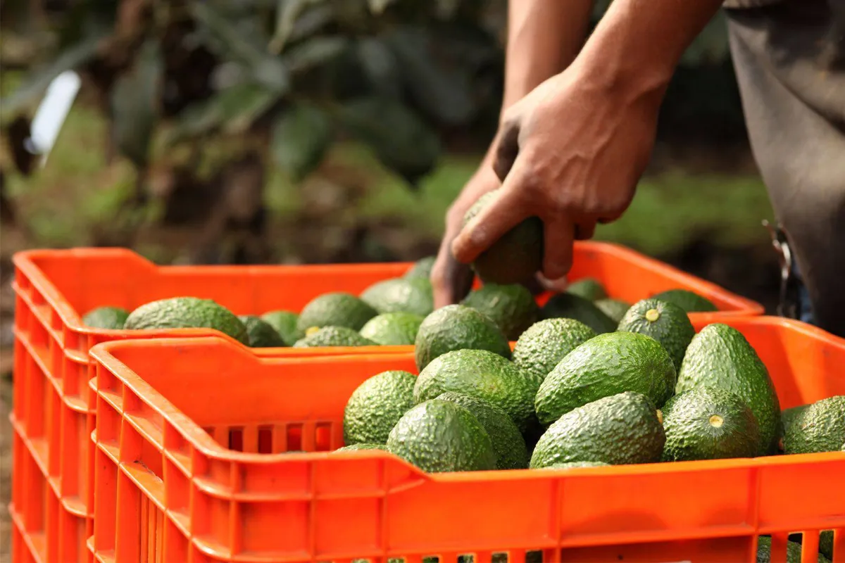 Edomex: Declaran libre de plagas cultivo de aguacate en municipios al sur