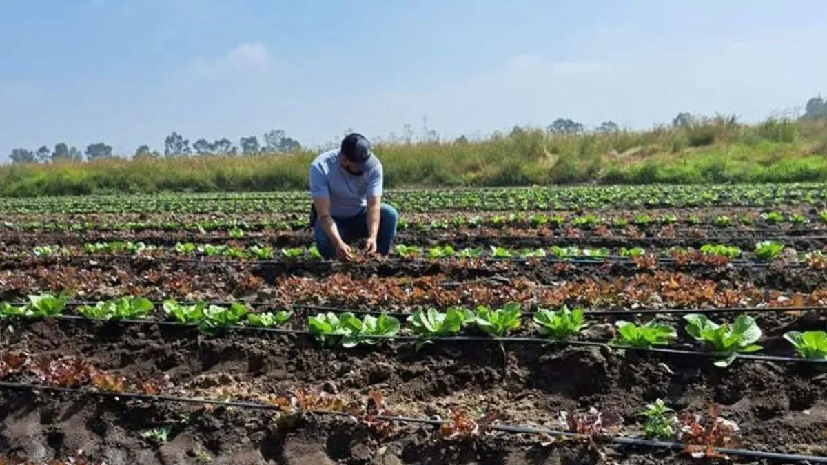 Chapingo optimizará el agua en los cultivos con el uso de la IA y drones