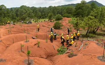 Edomex logra 90% de supervivencia en árboles de San Simón de Guerrero