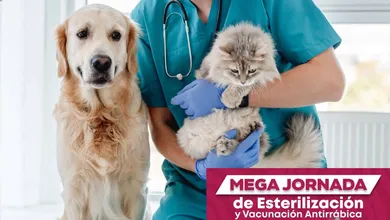 Toluca realizará mega jornada de esterilización para perros y gatos. Aquí los detalles