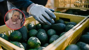 Pausa del USDA retrasa la certificación para exportar aguacate del Edomex a EE. UU.