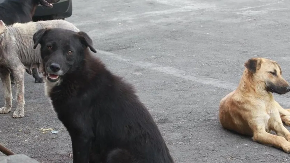 Niña es atacada por perros en Nezahualcóyotl, es el segundo en 2022