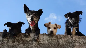 ¿Cómo cuidar a tu perrito de un golpe de calor?
