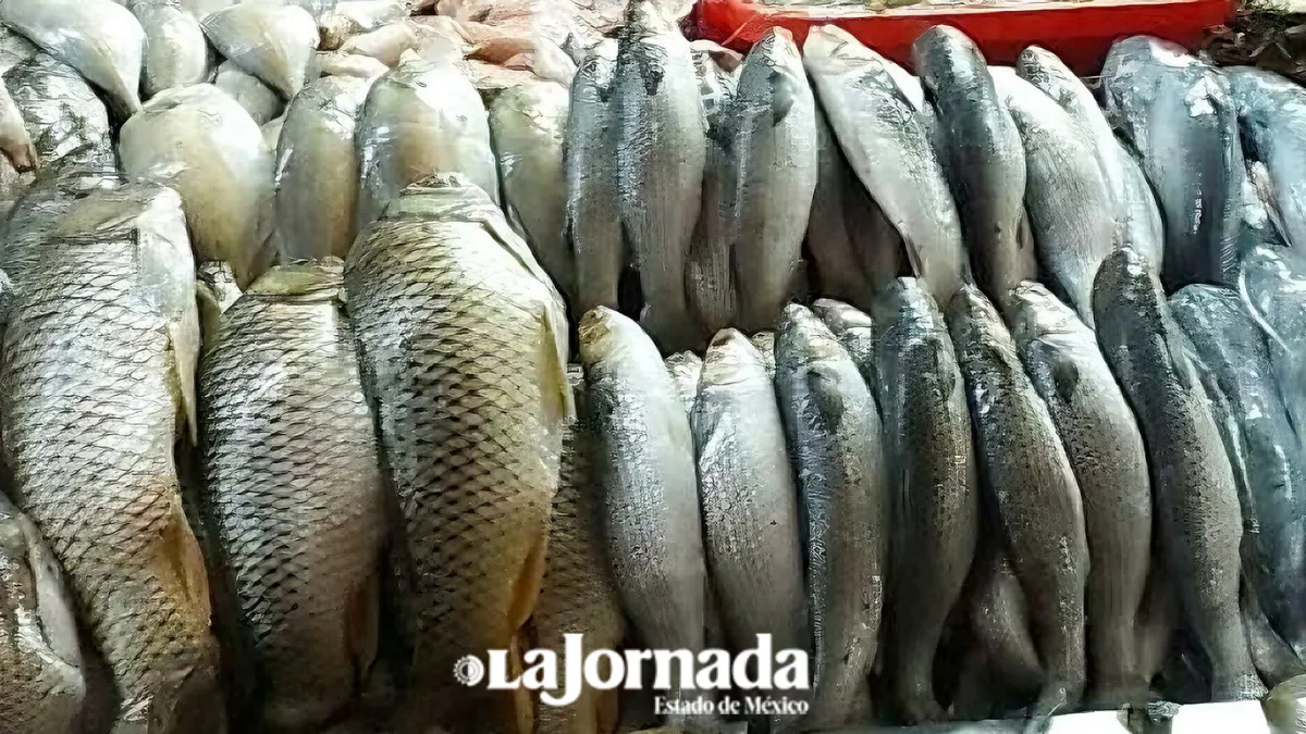 [Recorrido semanal] Pescado se mantiene, baja precio de aguacate y jitomate