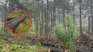 Comuneros de Atlapulco forman autodefensa forestal por tala en Ocoyoacac