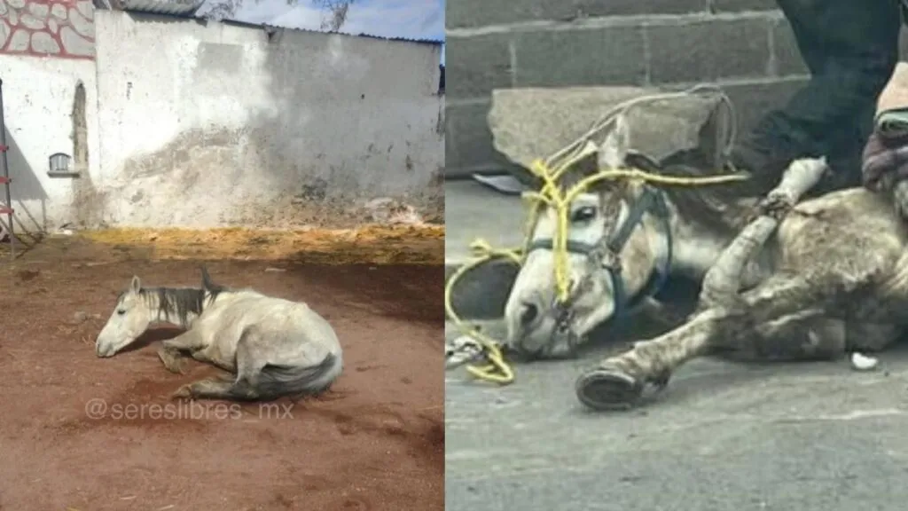 Los Reyes La Paz: Continúa sobreexplotación de equinos