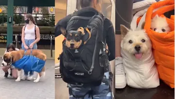 Para muchos usuarios, la regla se ha convertido en un reto creativo, pues mientras el perro esté dentro de una bolsa, técnicamente cumple con la normativa.