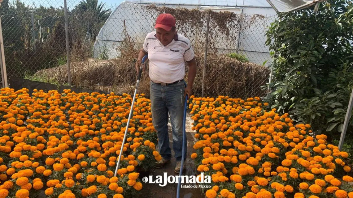 Cempasúchil chino inunda Edomex