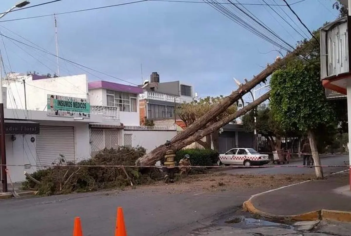 Texcoco: Rachas de viento derriban árboles