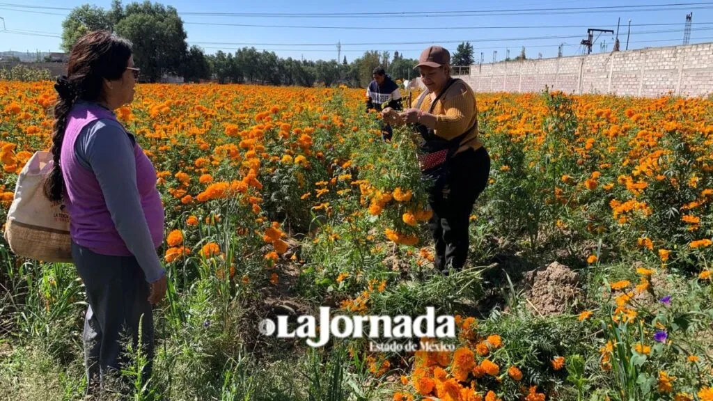 Productores de Teotihuacán inician cosecha de cempasúchil rumbo al Día de Muertos