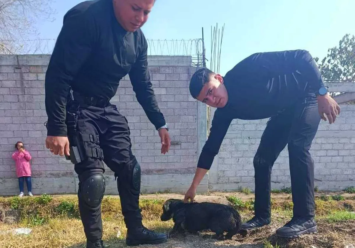 Cachorro que cayó en canal de aguas negras en Tecámac es rescatado