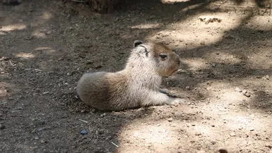 El nacimiento de este capibara es especialmente significativo, ya que la especie se reproduce con éxito cuando se adapta a un hábitat adecuado.