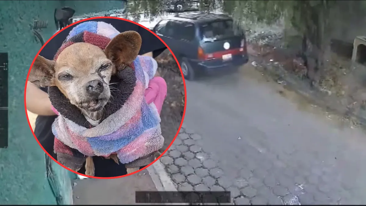 Vecinos de la zona, al percatarse de la situación, resguardaron al animal para ponerla a salvo.