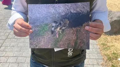 El cacomixtle es un mamífero de hábitos nocturnos que habita en zonas boscosas y áreas con vegetación.