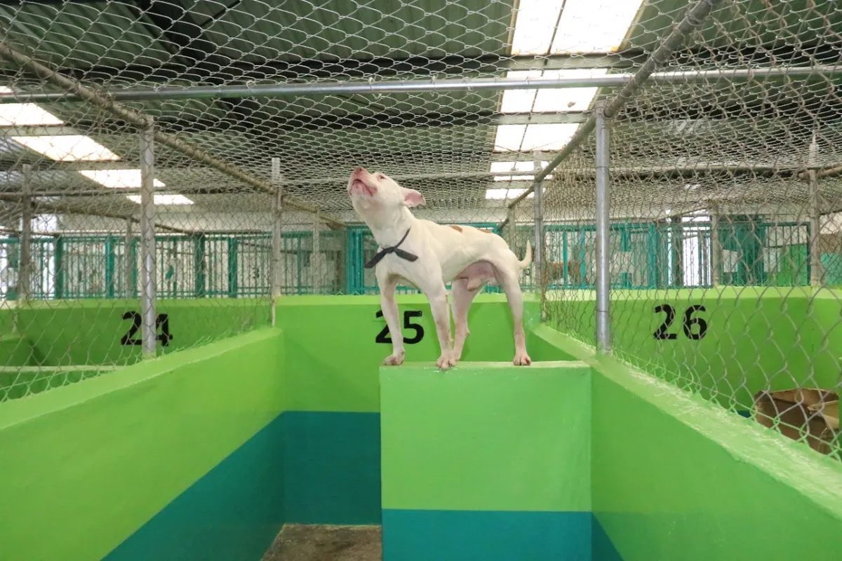 Denuncian maltrato animal en centro de control y bienestar animal de Toluca