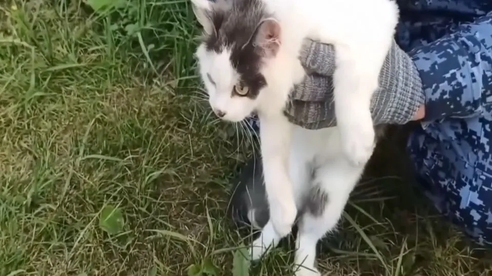 ¡Cayó Don Bigotes! Gato es capturado cuando intentaba ingresar droga a una prisión en Rusia