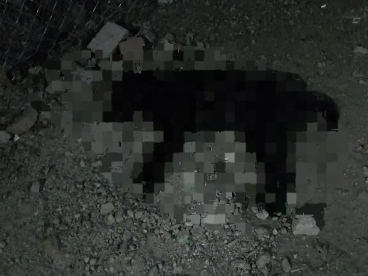 Envenenan a siete perros en Temascalapa