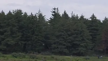Certificación forestal avanza hacia 600 bosques en Edomex