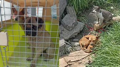 La tutora de los animales fue notificada mediante citatorio y cuenta con un plazo de 10 días para presentarse ante las autoridades correspondientes.