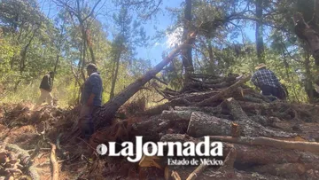 Estudio indica irregularidades en saneamiento forestal en bosque de Chalco