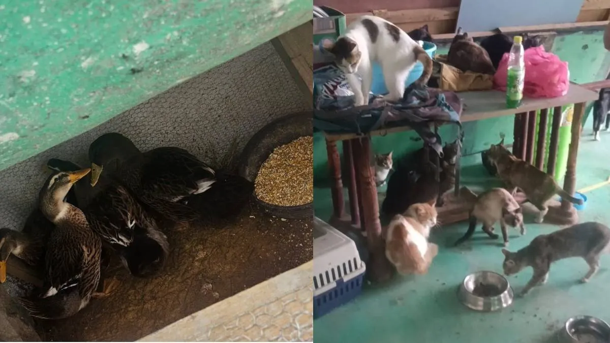 Huehuetoca: Rescatan 52 felinos y cuatro aves durante cateo en inmueble