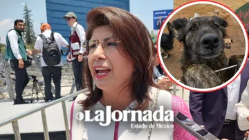 Sacrificio de más de 14 mil perros en Tecámac fue respaldado por la ciudadanía; asegura senadora