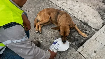 Denuncian envenenamiento de perros en Atlautla