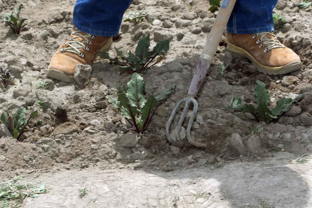 Raíces de concreto: El huerto de traspatio como motor de soberanía alimentaria en la ciudad