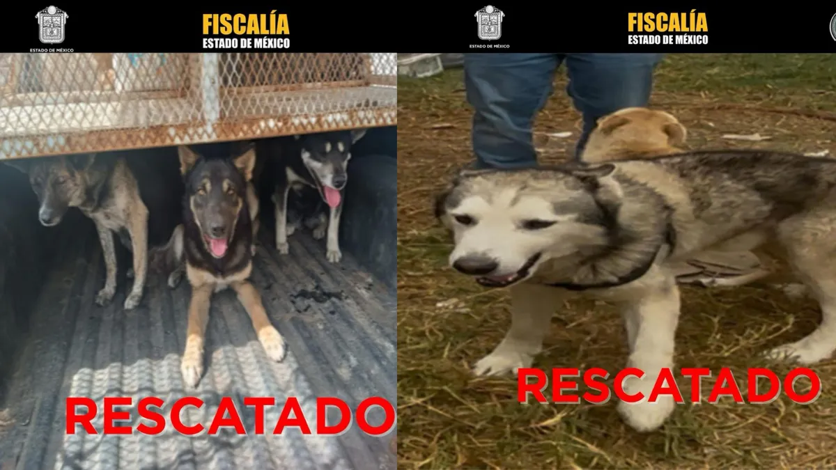Nueve perros son rescatados del maltrato animal en Toluca y Otzolotepec
