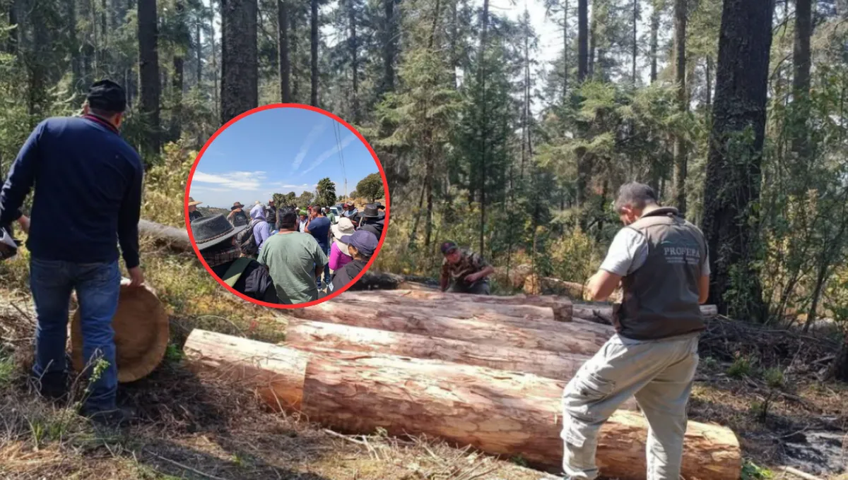 Crisis en el bosque de Texcoco: Comuneros de Santa Catarina del Monte denuncian “tala ilegal” disfrazada de saneamiento
