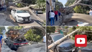 ¡Imágenes impactantes! Un árbol gigante sorprendió a los vecinos de la Agrícola Oriental al desplomarse sobre 5 vehículos.