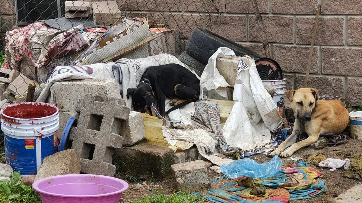 Rescatan a tres perritos víctimas de maltrato en Almoloya de Juárez