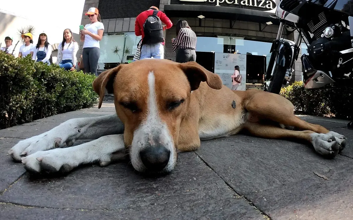 Toluca no tolerará el maltrato animal: Ricardo Moreno