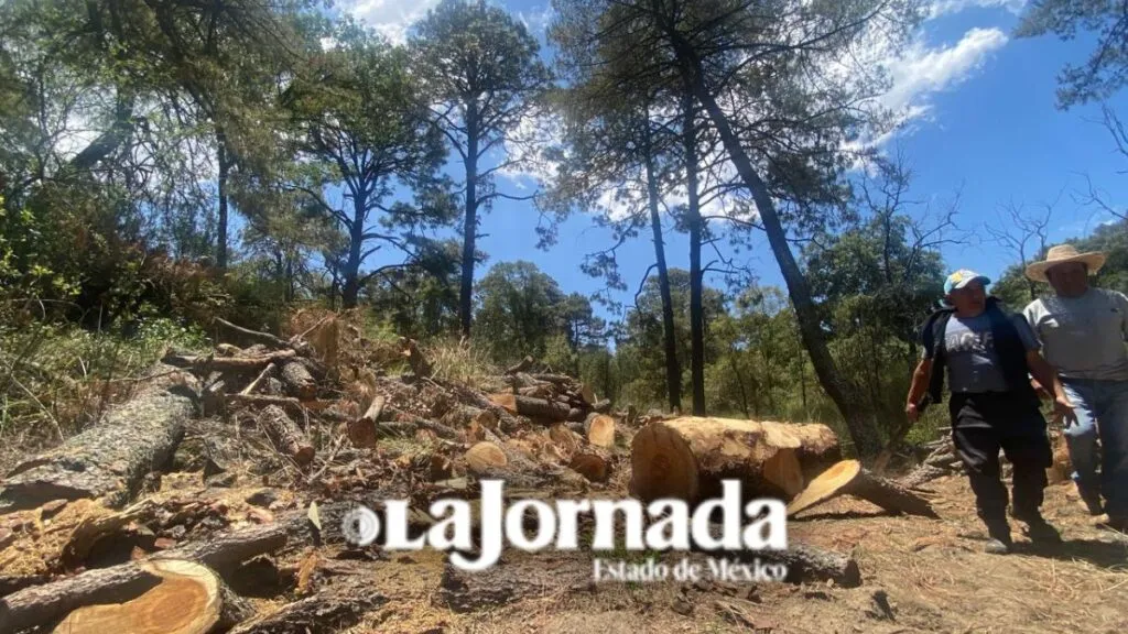 Estudio indica irregularidades en saneamiento forestal en bosque de Chalco